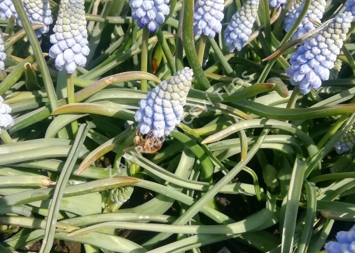 Modřenec arménský 'Valerie Finnis' - Muscari armeniacum 'Valerie Finnis'