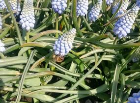 Modřenec arménský 'Valerie Finnis' - Muscari armeniacum 'Valerie Finnis'