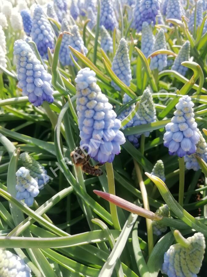 Modřenec arménský 'Valerie Finnis' - Muscari armeniacum 'Valerie Finnis'