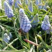 Modřenec arménský 'Valerie Finnis' - Muscari armeniacum 'Valerie Finnis'