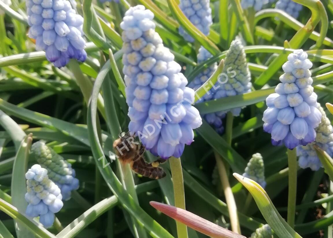 Modřenec arménský 'Valerie Finnis' - Muscari armeniacum 'Valerie Finnis'