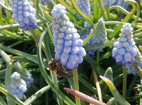 Modřenec arménský 'Valerie Finnis' - Muscari armeniacum 'Valerie Finnis'