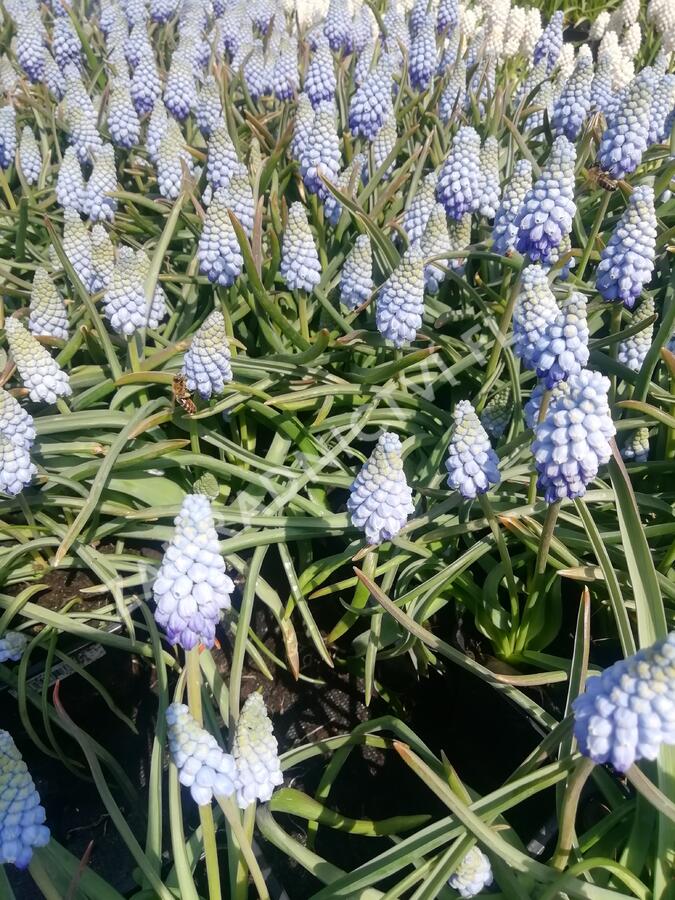 Modřenec arménský 'Valerie Finnis' - Muscari armeniacum 'Valerie Finnis'