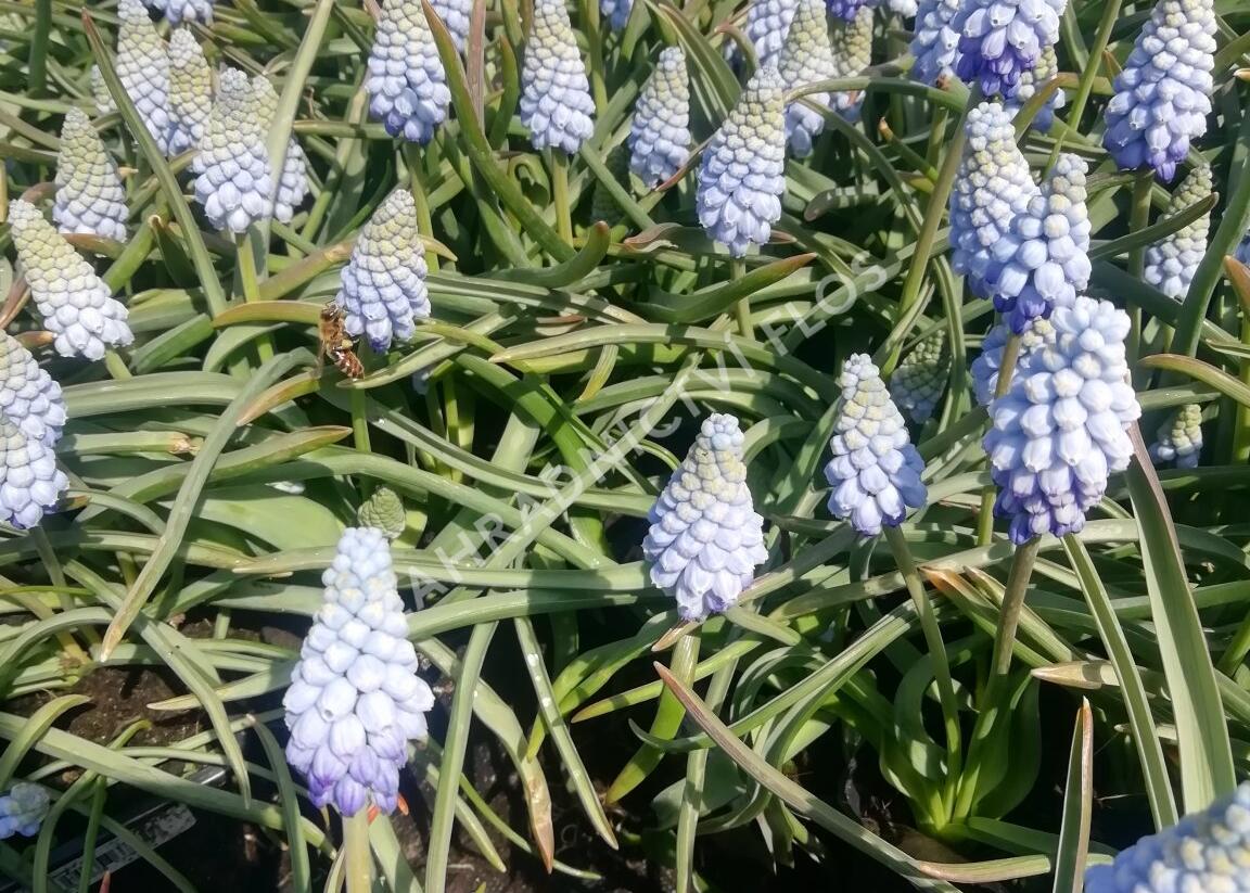 Modřenec arménský 'Valerie Finnis' - Muscari armeniacum 'Valerie Finnis'