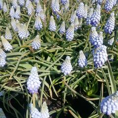 Modřenec arménský 'Valerie Finnis' - Muscari armeniacum 'Valerie Finnis'