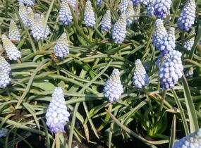 Modřenec arménský 'Valerie Finnis' - Muscari armeniacum 'Valerie Finnis'