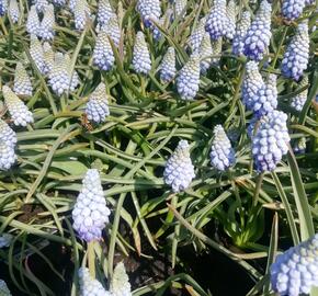 Modřenec arménský 'Valerie Finnis' - Muscari armeniacum 'Valerie Finnis'