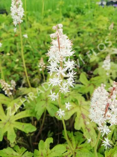 Mitrovnička 'Candy Striper' - Tiarella cordifolia 'Candy Striper'