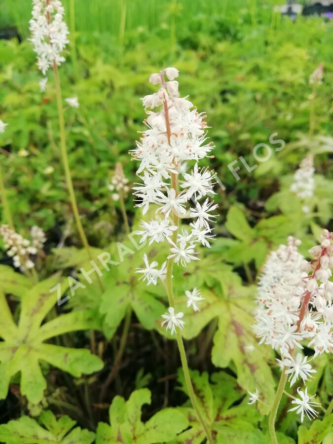 Mitrovnička srdcolistá 'Candy Striper' - Tiarella cordifolia 'Candy Striper'