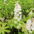 Mitrovnička srdcolistá 'Candy Striper' - Tiarella cordifolia 'Candy Striper'