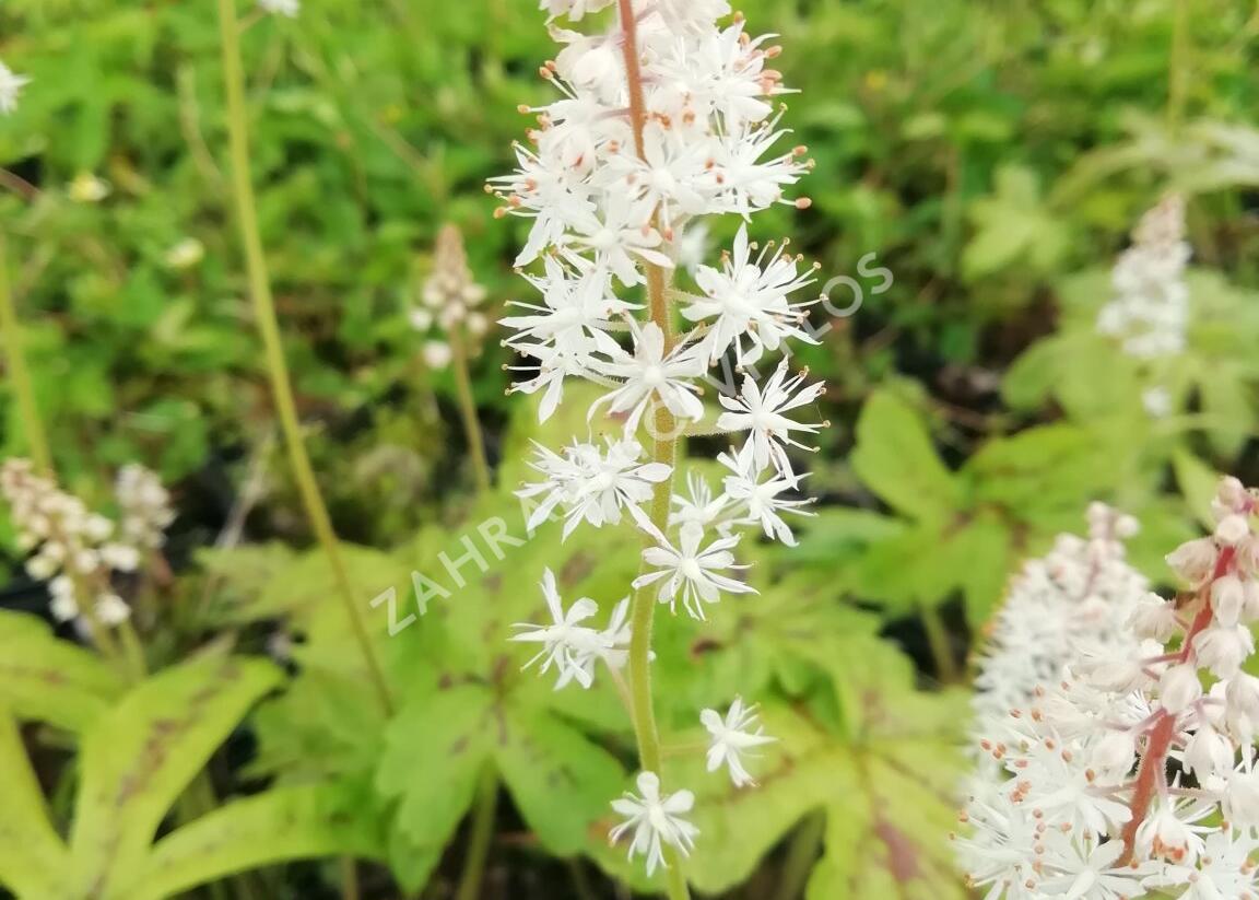 Mitrovnička srdcolistá 'Candy Striper' - Tiarella cordifolia 'Candy Striper'