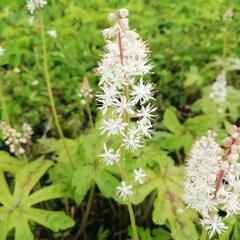 Mitrovnička 'Candy Striper' - Tiarella cordifolia 'Candy Striper'