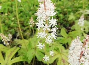 Mitrovnička srdcolistá 'Candy Striper' - Tiarella cordifolia 'Candy Striper'