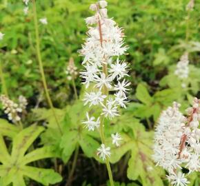 Mitrovnička srdcolistá 'Candy Striper' - Tiarella cordifolia 'Candy Striper'