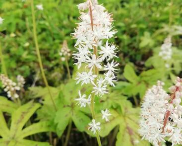 Mitrovnička srdcolistá 'Candy Striper'