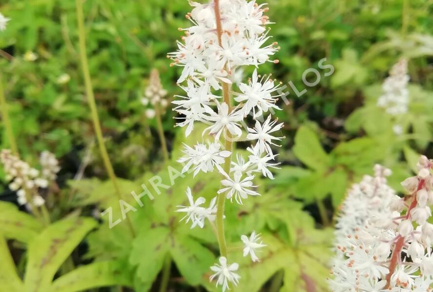 Mitrovnička srdcolistá 'Candy Striper' - Tiarella cordifolia 'Candy Striper'