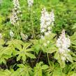 Mitrovnička srdcolistá 'Candy Striper' - Tiarella cordifolia 'Candy Striper'