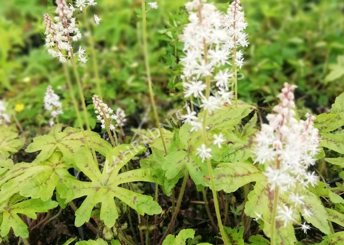 Mitrovnička srdcolistá 'Candy Striper' - Tiarella cordifolia 'Candy Striper'