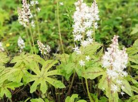 Mitrovnička srdcolistá 'Candy Striper' - Tiarella cordifolia 'Candy Striper'