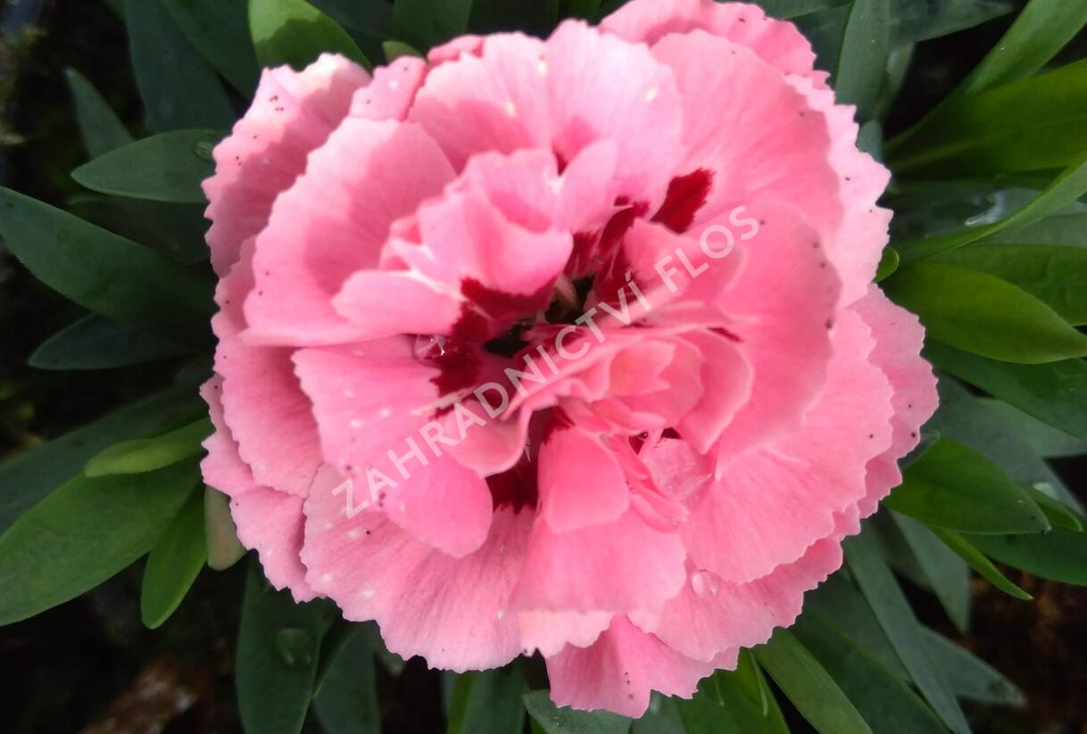 Hvozdík karafiát 'Oscar Pink and Purple' - Dianthus caryophyllus 'Oscar Pink and Purple'