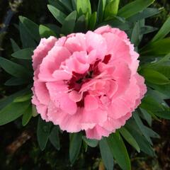 Hvozdík karafiát 'Oscar® Pink and Purple' - Dianthus caryophyllus 'Oscar® Pink and Purple'