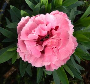 Hvozdík karafiát 'Oscar® Pink and Purple' - Dianthus caryophyllus 'Oscar® Pink and Purple'