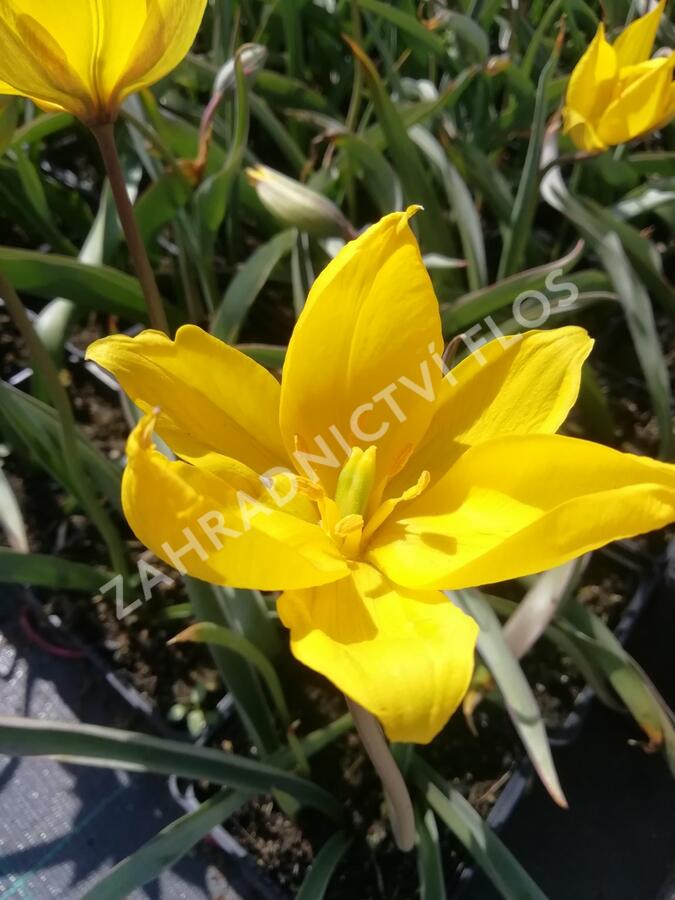 Tulipán botanický lesní - Tulipa sylvestris