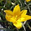 Tulipán botanický lesní - Tulipa sylvestris