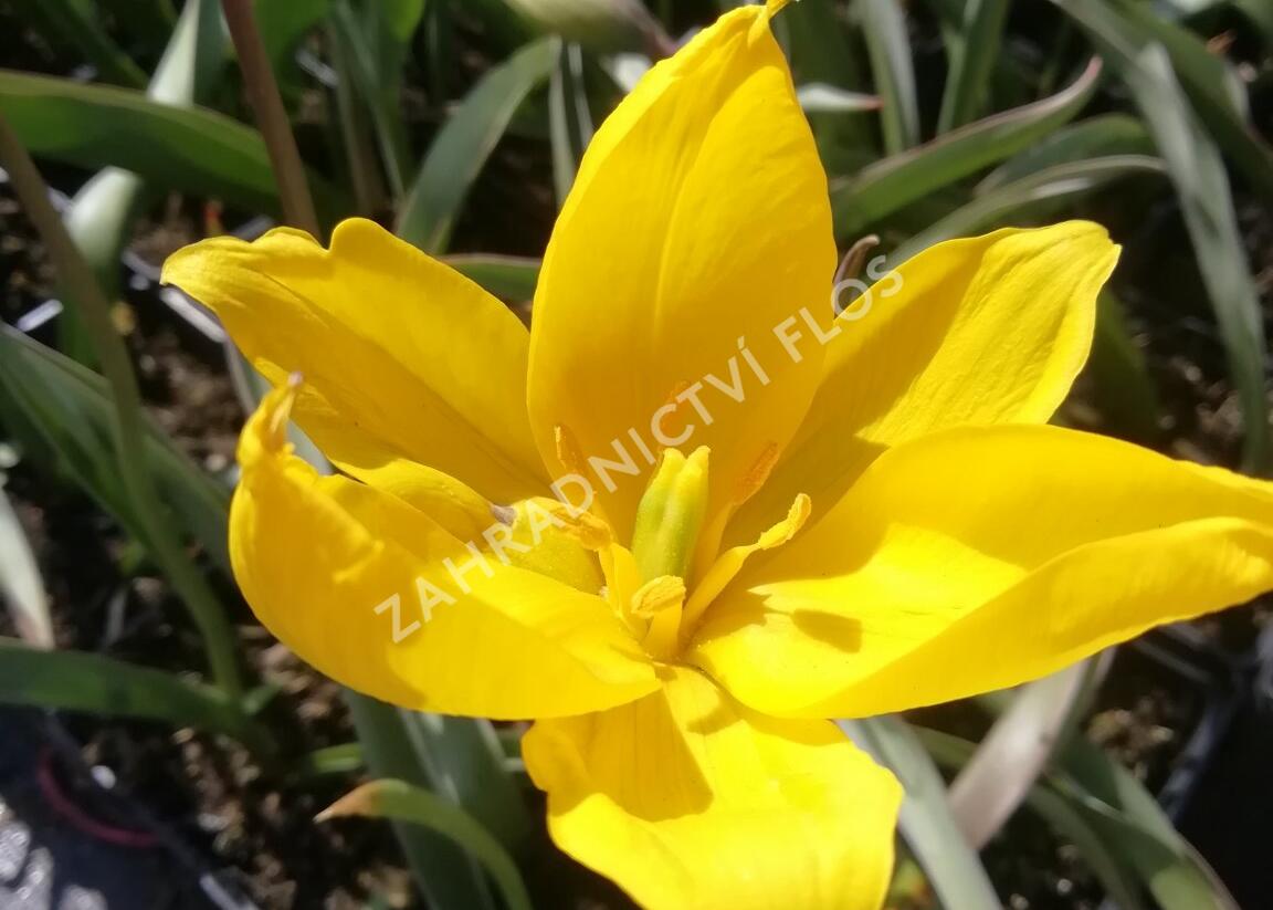 Tulipán botanický lesní - Tulipa sylvestris