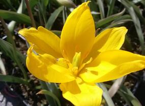Tulipán botanický lesní - Tulipa sylvestris