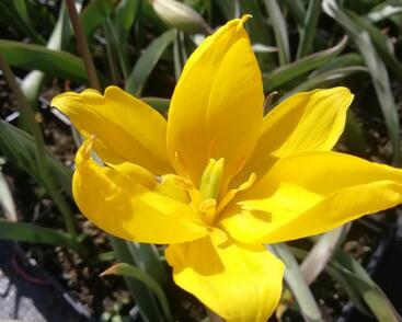 Tulipán botanický lesní