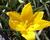 Tulipán botanický lesní