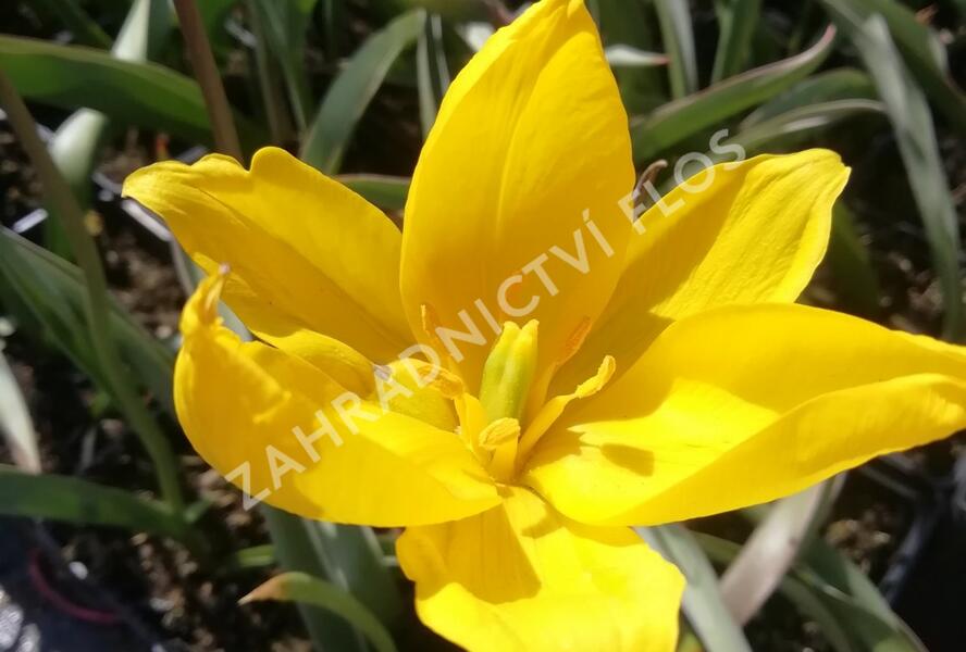 Tulipán botanický lesní - Tulipa sylvestris