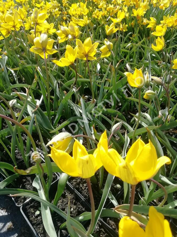 Tulipán botanický lesní - Tulipa sylvestris