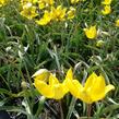 Tulipán botanický lesní - Tulipa sylvestris