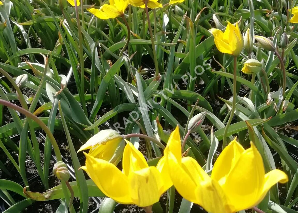 Tulipán botanický lesní - Tulipa sylvestris