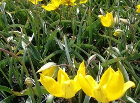 Tulipán botanický lesní - Tulipa sylvestris