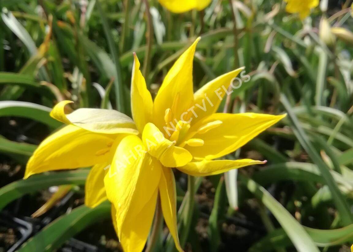 Tulipán botanický lesní - Tulipa sylvestris