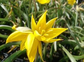 Tulipán botanický lesní - Tulipa sylvestris
