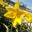 Tulipán botanický lesní - Tulipa sylvestris