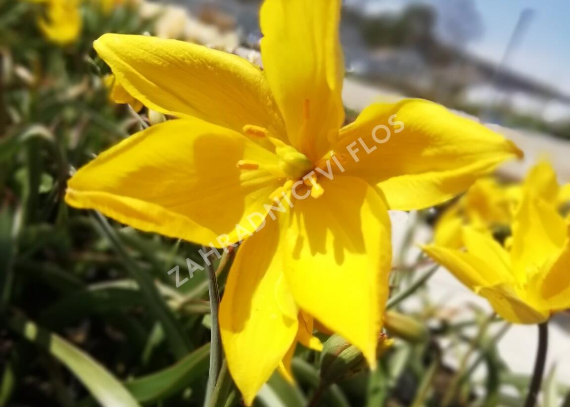 Tulipán botanický lesní - Tulipa sylvestris
