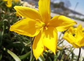 Tulipán botanický lesní - Tulipa sylvestris