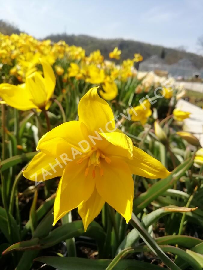 Tulipán botanický lesní - Tulipa sylvestris