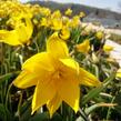 Tulipán botanický lesní - Tulipa sylvestris