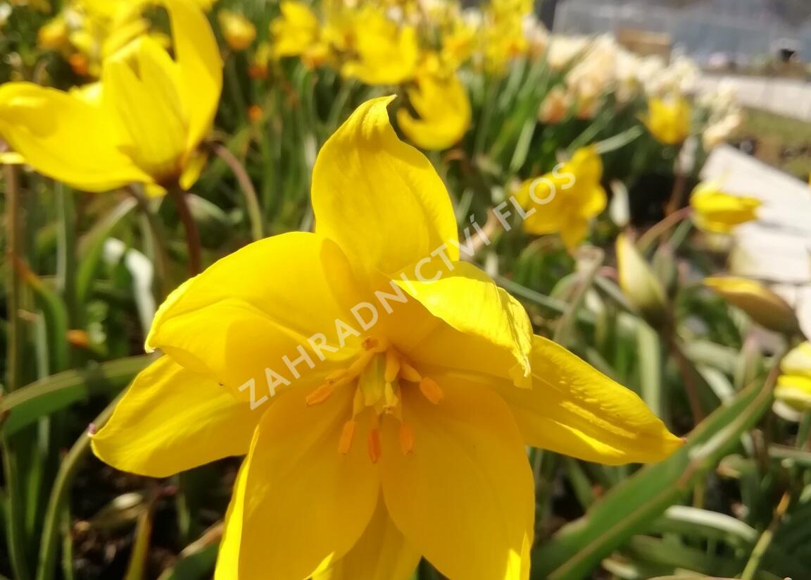 Tulipán botanický lesní - Tulipa sylvestris