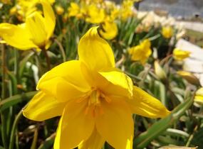 Tulipán botanický lesní - Tulipa sylvestris