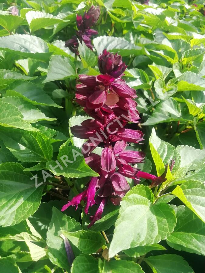 Šalvěj zářivá 'Gigantimo Purple' - Salvia splendens 'Gigantimo Purple'