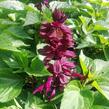 Šalvěj zářivá 'Gigantimo Purple' - Salvia splendens 'Gigantimo Purple'