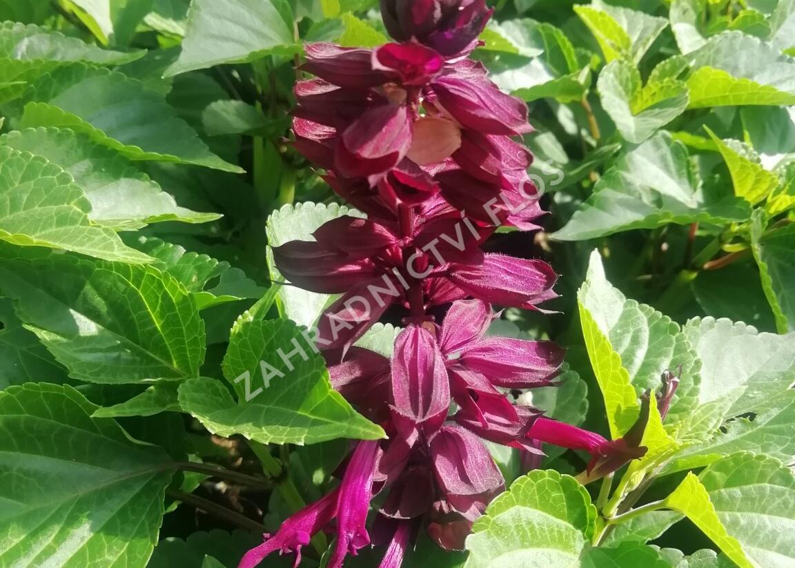 Šalvěj zářivá 'Gigantimo Purple' - Salvia splendens 'Gigantimo Purple'