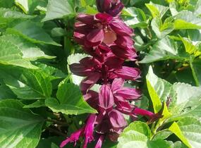 Šalvěj zářivá 'Gigantimo Purple' - Salvia splendens 'Gigantimo Purple'